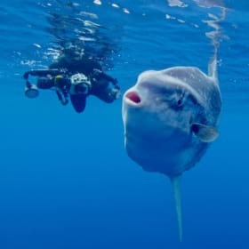 Net Zero Expeditions Pelagic Offshore Trip (2 tix) item