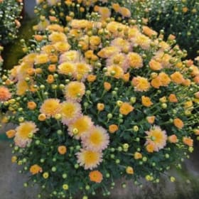 Pineapple Mum 8" item