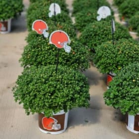 Browns Pot w/ Mum 8" item