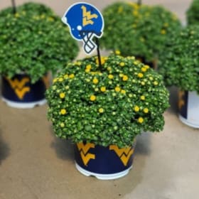 WVU Pot w/ Mum 8" item