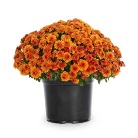 Orange Mum 8" item