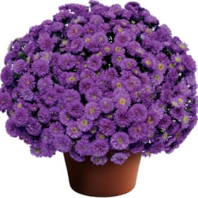Asters 8" item