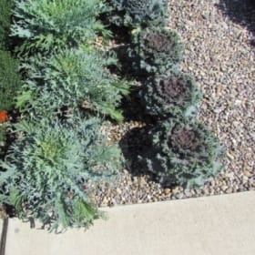 Cabbage and Kale 8" item