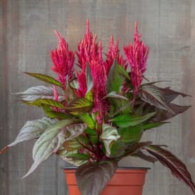 Pumpkin Pot w/ Celosia 10" item