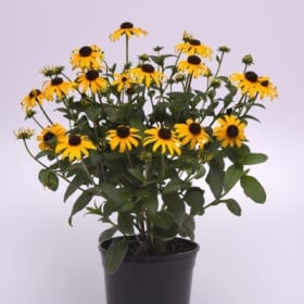 Rudbeckia 8" item