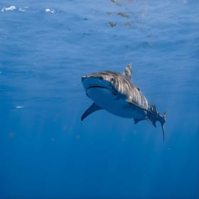 Deep Blue Eco Tours Hawaii Shark Dive Charter (2 tix) item
