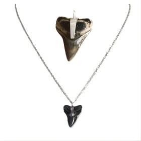 Tooth & Tide Fossilized Silver Shark Tooth Necklace item