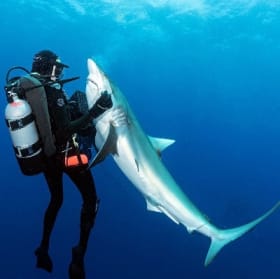 Swim With Sharks FL 3-Tank Shark Dive item