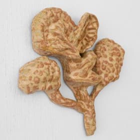 Alveolar Branching item