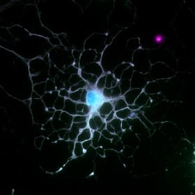 Neural Sophistication: The Mature Oligodendrocyte item