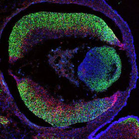 Genesis of Sight: The E12 Mouse Retina in Bloom item