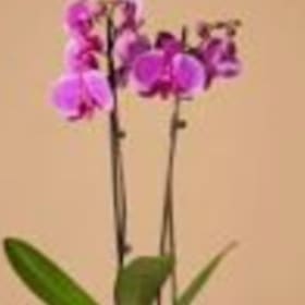 8/11 供佛齋天法會 {供花果} $50 Flower Fruit offering item