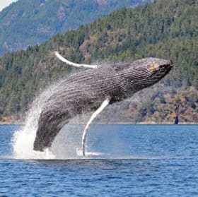 Whale Watching Anyone? item