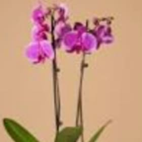 8/18 梁皇寶懺法會圆满{供花果} Completion Day Flower Fruit offering item