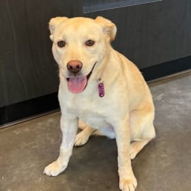 Nova - Sponsor: Evelyn Dickerson Hair Design item