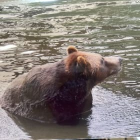 Alaskan Brown Bear item