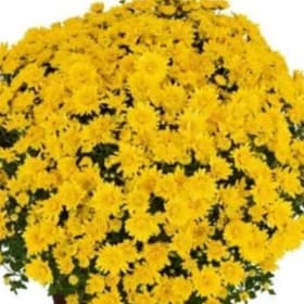 Yellow - 8" pot item