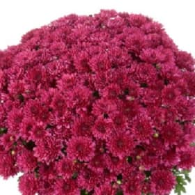 Purple - 8" pot item