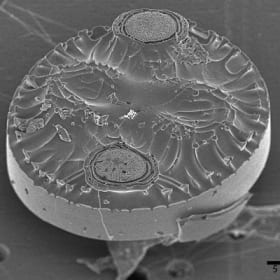 Auliscus sculptus found in sand grains item