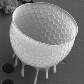 Stephanopyxis turris, cleaned valve, interior and exterior item