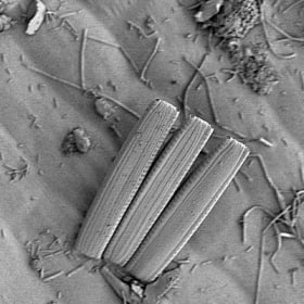 Tabularia cf. investiens growing on eelgrass item