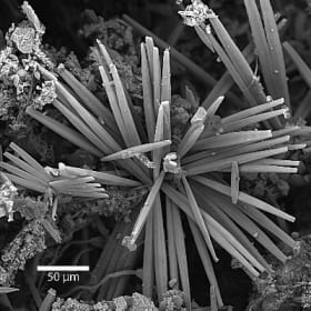 Tabularia species growing on eelgrass item