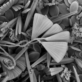 Licmophora paradoxa on the eelgrass Zostera marina item