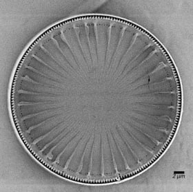 Ellerbeckia sol, whole valve on red seaweed item