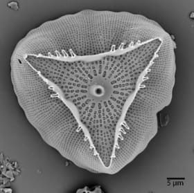 Ditylum brightwellii, valve view item