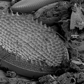 Cocconeis scutellum on the eelgrass Zostera marina item