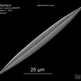 Bacillaria paxillifera growing on eelgrass item
