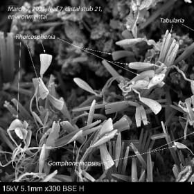 Epiphytic diatoms identified growing on eelgrass item