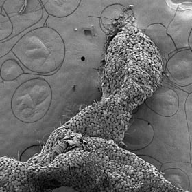 Cocconeis species on Ceramothamnion pacificum item