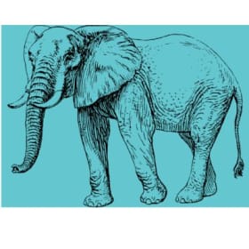 Keystone Species item