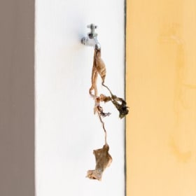 Grifo con potencial reversión I, 2024 item