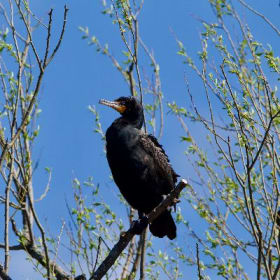 Cormorant à aigrette item
