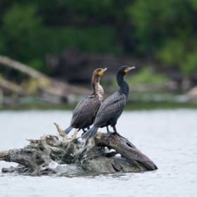 Un couple de cormorants à aigrette item