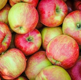 Davison Honeycrisp item