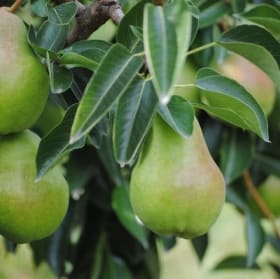 Bartlett Pears item