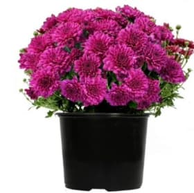 6" Purple Mum item