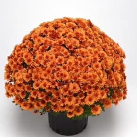 6" Orange Mums item