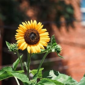 Individual portrait session item