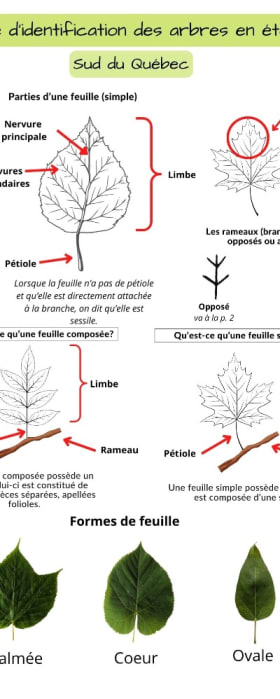 Clé d'identification des arbres en été - version PDF item