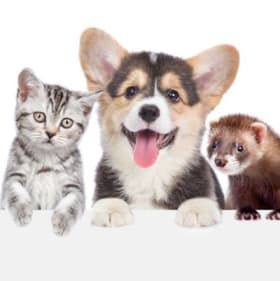 Pet Submission item