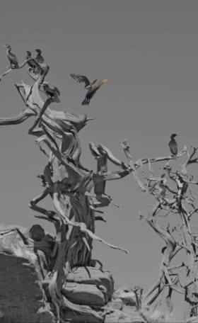 “Cormorant Tree” Photograph item