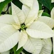 4" White Poinsettia item