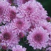 Lavender Mum 8 inch item