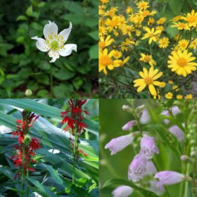 Full Order - SHADE Plant Kit (16 plants) item