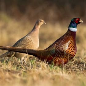 Bear River Bottoms 6-Bird Pheasant Hunt item