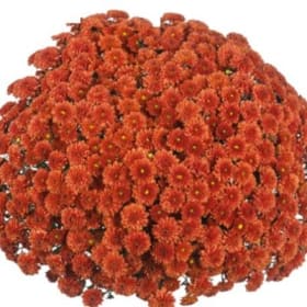 5 x Bronze 8" pot item